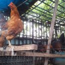 친환경 토종닭 농장 이미지