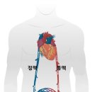 ■ 혈액순환 작인(作因) ①︎심장 박동 ②︎호흡에 의한 음압 ③︎종아리 근육 펌프질 이미지