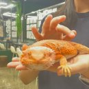 [건대놀거리] 건대 동물다방, 건대 동물카페, 건대 데이트, 동물다방 후기, 아이들과 가기 좋은 곳