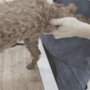 연은동물병원 이미지