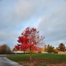 EL DORADO | 미국 출장 3일차 (Vinyl Coffee, El Dorado, Kroger)