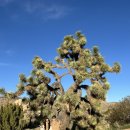 김밥나라(성호점) | [여행] 신혼여행 #1 - LA 레이커스, 조슈아트리 국립공원