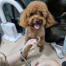 내가할개 이미지