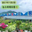농소화분유통 | [농소화훼유통] 울산 북구 중산동 다육이와 꽃, 대형 식물과 화분까지 파는 곳!