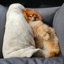 멍치원 이미지