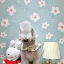 그루멍(groomung) 이미지