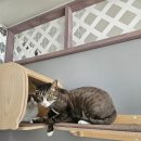 냥스터치 이미지