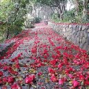 동백민박 이미지