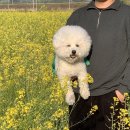 전남 가볼만한곳 강진 남미륵사 철쭉 개화 상황 애견동반 가능