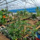 일식농장 이미지