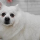강쥐애견샵 이미지