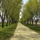 버드나무 이미지