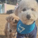 호야별 애견유치원 이미지