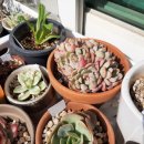 칠복농장 이미지