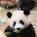 엄마와 아기곰 이미지