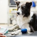 하이동물병원 이미지