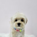 이쁜멍멍 이미지