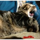 좋아 좋아 PC 이미지