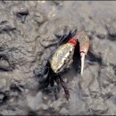 순천만둥지 이미지