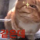 세자로 | 허잇차! 세자님 석대암 SR+ 인연의 서 감상 후기