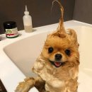 행복애견 이미지