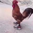 기분좋은닭 이미지