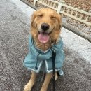 홍금동물병원 이미지