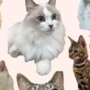 냥카페,루브 이미지