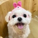 강남펫살롱 이미지