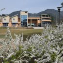 조팝꽃피는마을 이미지