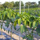 산우물농장 이미지