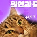 석적동물병원 이미지