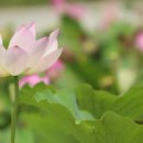 정수천 이미지