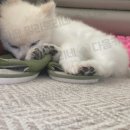 꼬순내 이미지