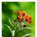 솜방망이 이미지