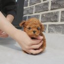 행복한강아지 | 봉천동강아지분양 예쁜 강아지 만나는 행복한 후기