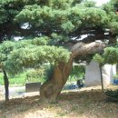 임회면사무소 Daum카페