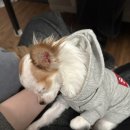딸기미용실 이미지