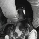 베스트고양이병원 이미지