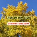 은행나무3길 이미지