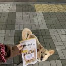 이츠펫 칠성점 | 내돈내산[대구펫용품점]이츠펫/인터넷보다싸다/대구반려동물리퍼브매장/대구펫할인매장 /대구강아지용품...