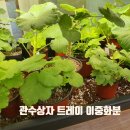 관수야관수 | 이중화분 관수상자 트레이 플라스틱 화분 받침대 내돈내산 사용후기