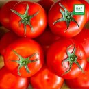 토마토2 이미지