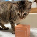 라온덴탈 | 고양이 치아 영양제 _ 퓨어메라 라온덴탈 급여 후기