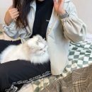 멍멍이랑 사랑하기 | 김포 고양이 카페 고영주택 주말 데이트 솔직후기