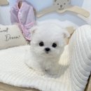 비비퍼피 강아지분양 일산점 이미지