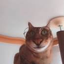 개삼터오리전문점 이미지