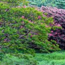 국도22호선가로수 이미지