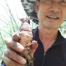 심봐따