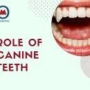 canine tooth 개이빨, 송곳니(케이나인 투쓰) = fang 이미지